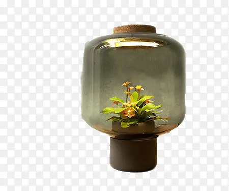 创意玻璃灯罩里的植物