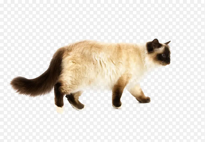 长尾猫猫