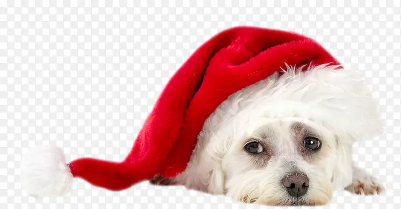 戴帽子的圣诞狗狗