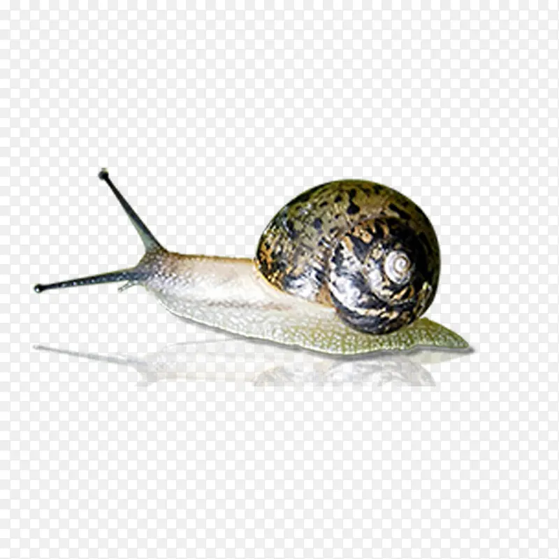 真实蜗牛