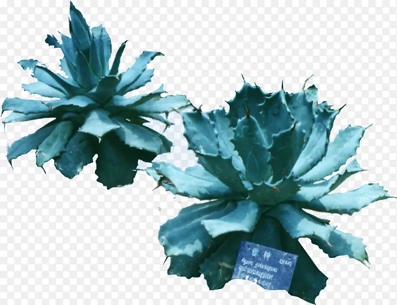 蓝色美丽耐旱植物