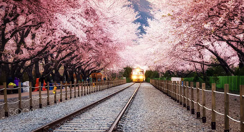 唯美樱花城市轨道