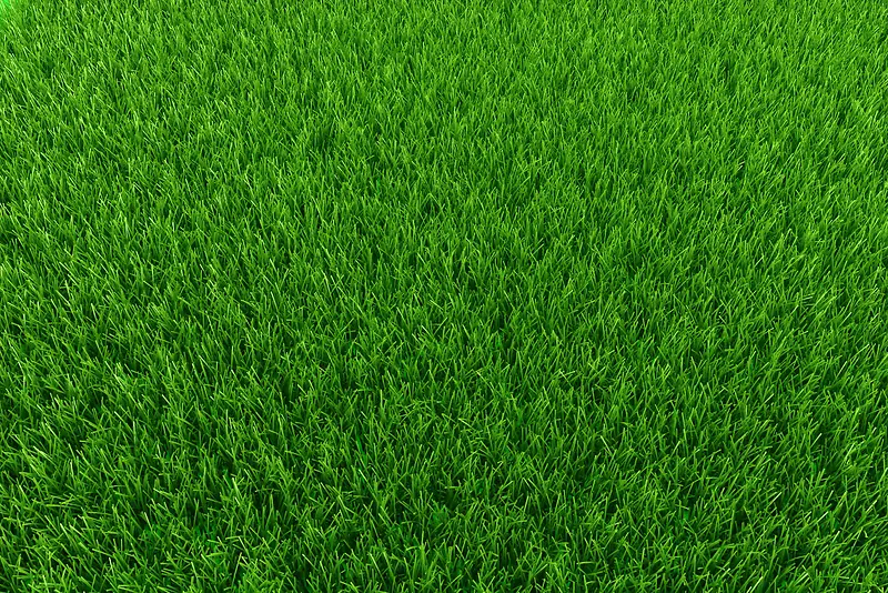 地上的草坪