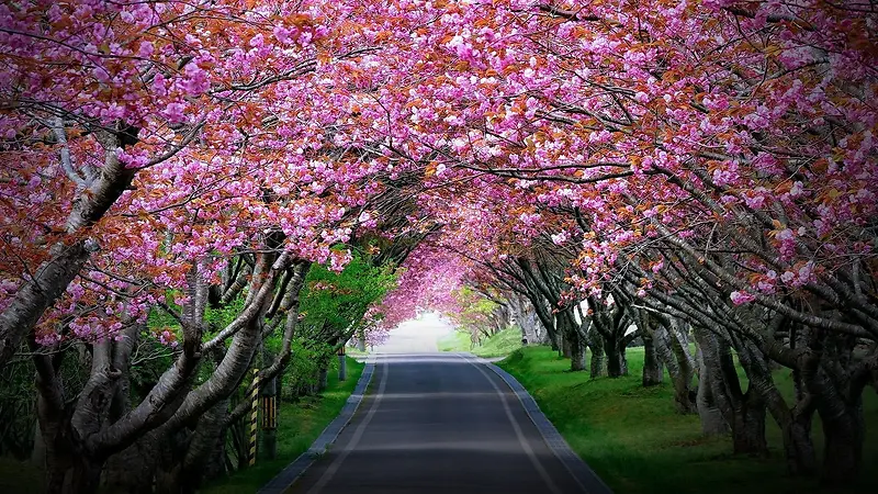 鲜艳的樱花道路草地