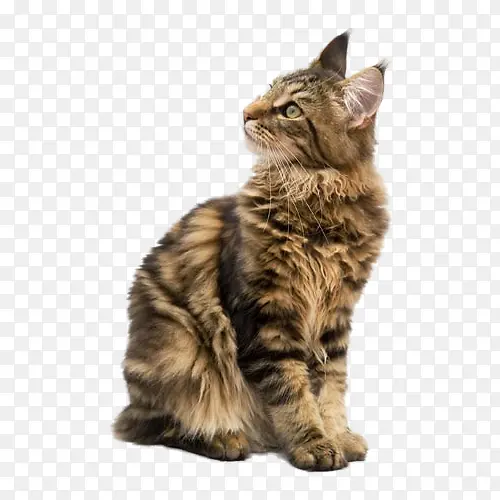 回头的猫咪