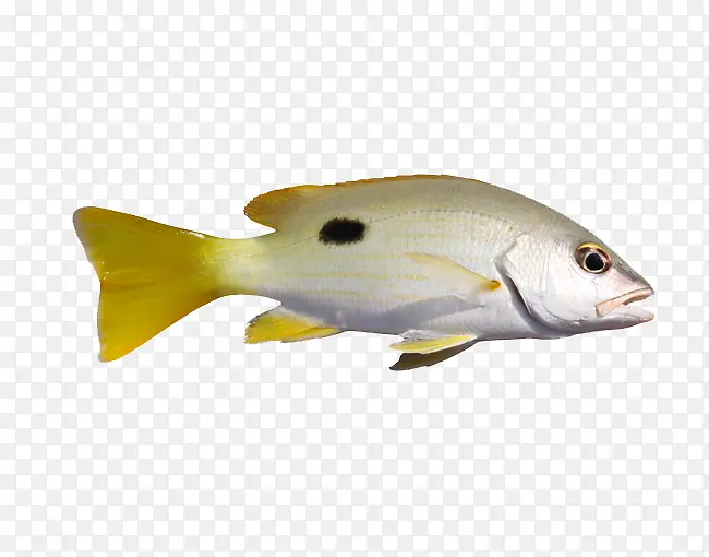 黄白相交带黑点的鱼