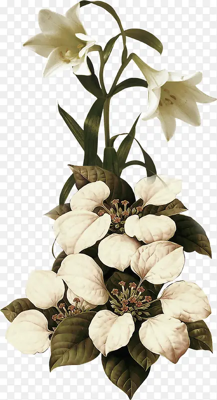 版画彩色手绘植物绿叶植物白花