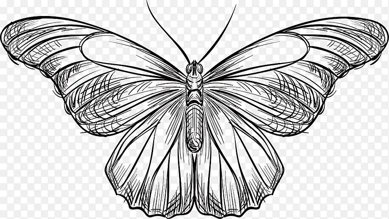 手绘动物蝴蝶设计