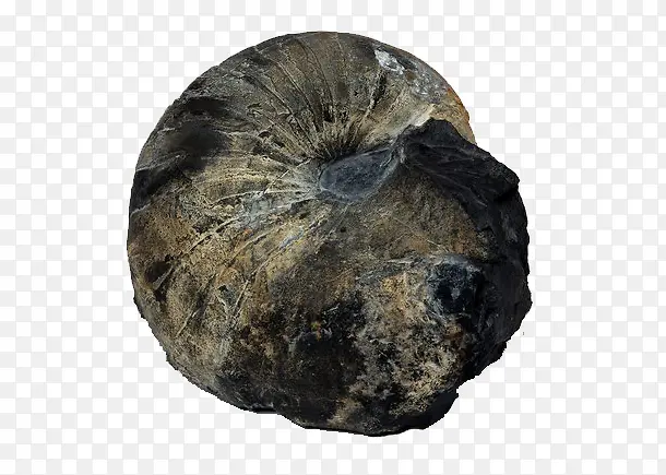 黑色的化石