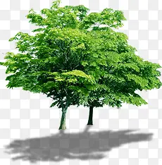 绿色树影大树植物