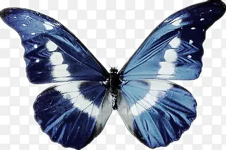 h5素材蓝色蝴蝶