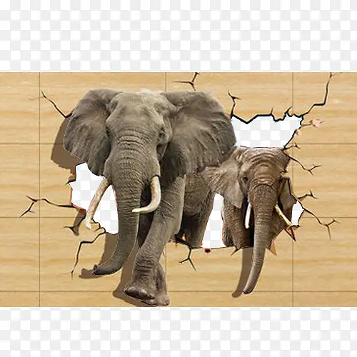激情的大象破墙出来