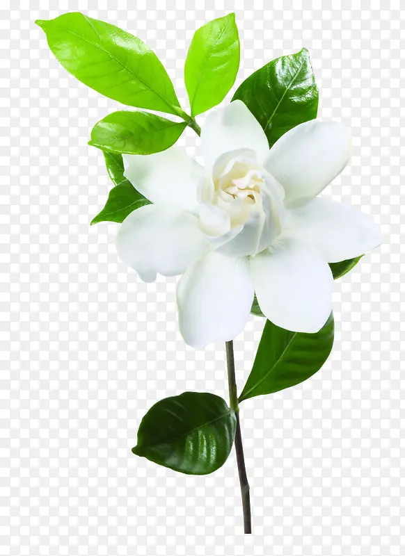 植物小清新树叶白花