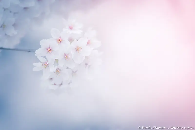 白色可爱小花花团