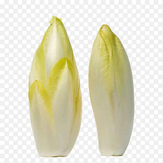 芽状菊苣图