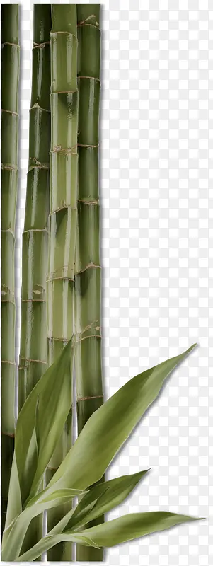 优雅的竹子