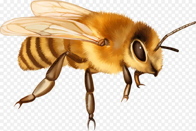 蜇人蜜蜂