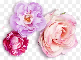 浪漫粉紫色玫瑰花装饰