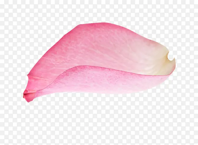 花瓣，红色，花