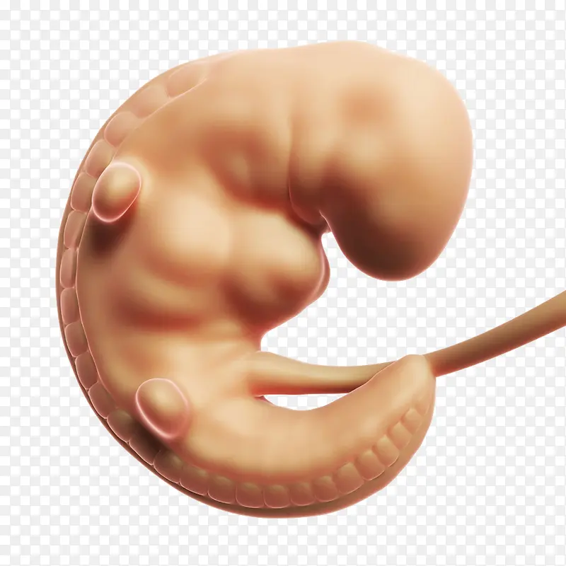 刚开始发育的胎儿高清免扣素材