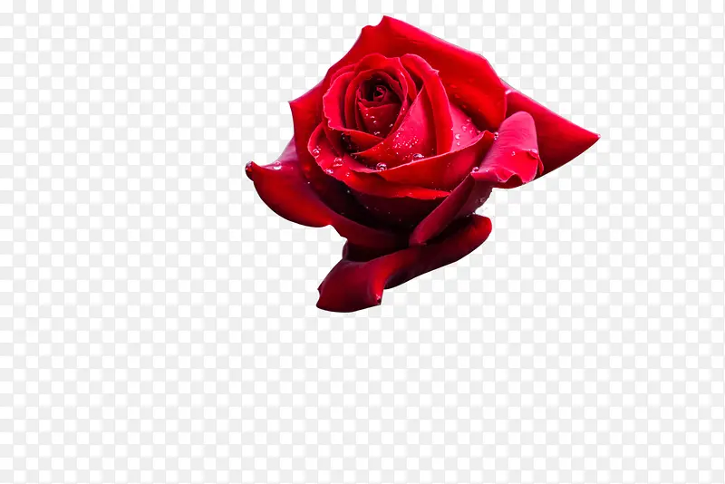 美丽的玫瑰花rose