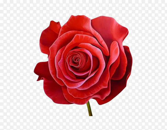 红色鲜艳的玫瑰