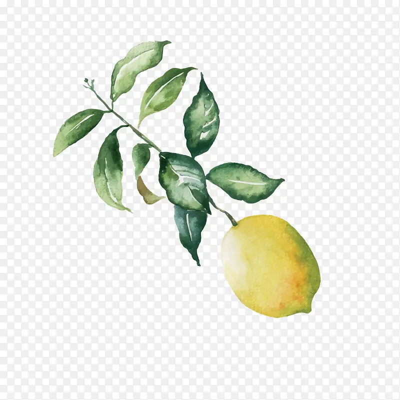 矢量黄色手绘柠檬