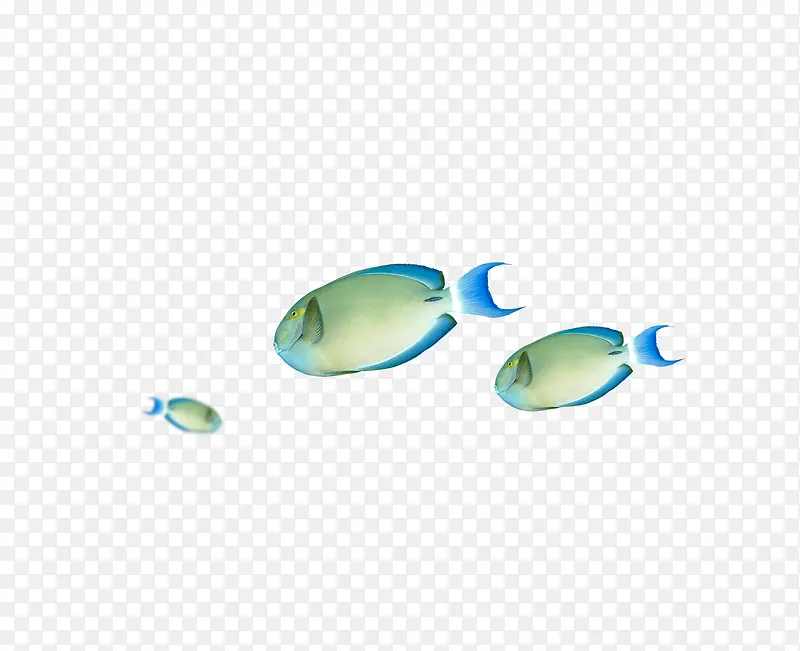 蓝色景观鱼