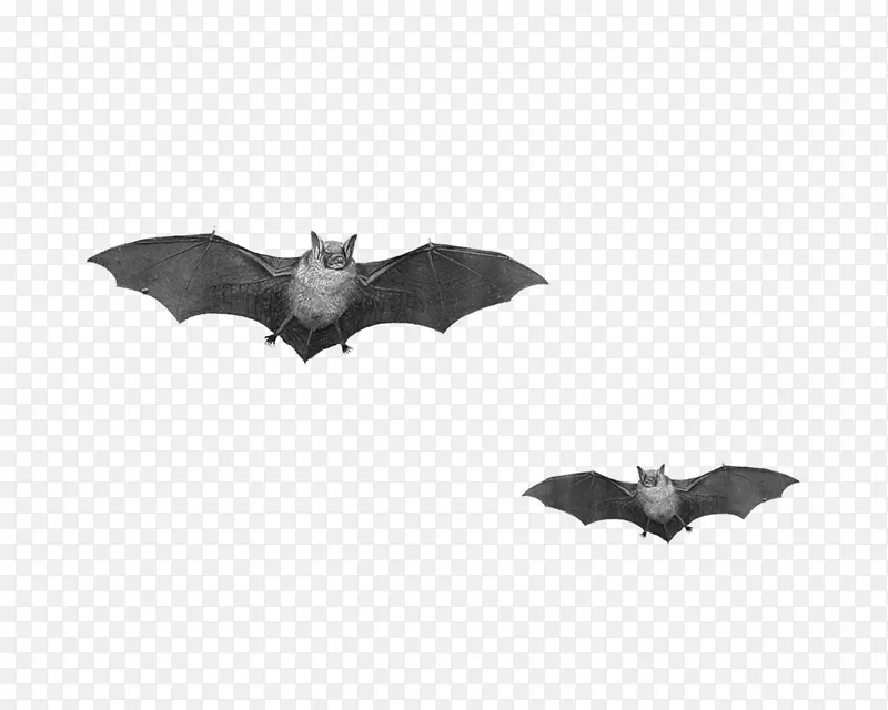黑色吸血蝙蝠PNG免抠素材