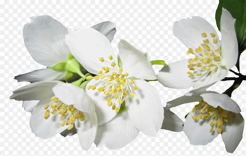 白色茉莉花