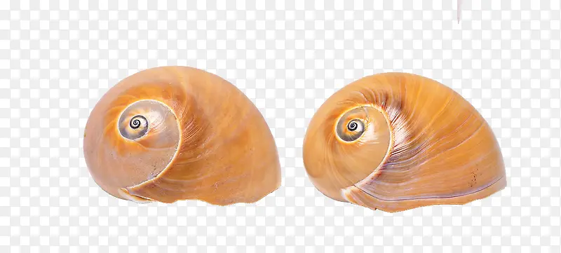 两个小海螺