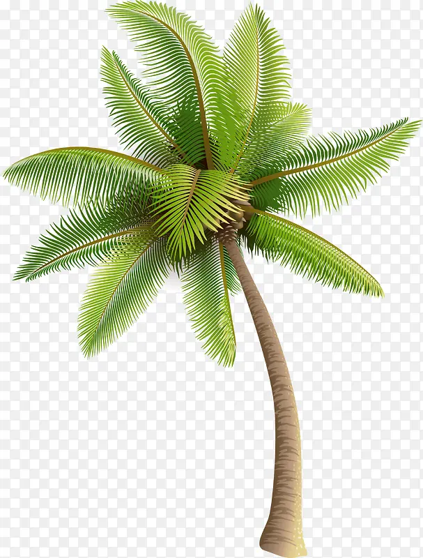 翠绿的椰子树