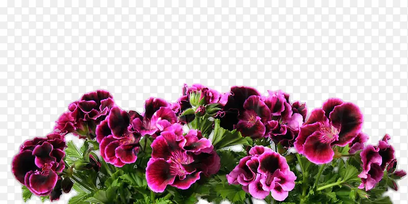 紫色天竺葵免费下载