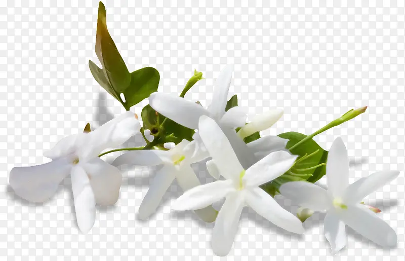 盛开的白色花卉