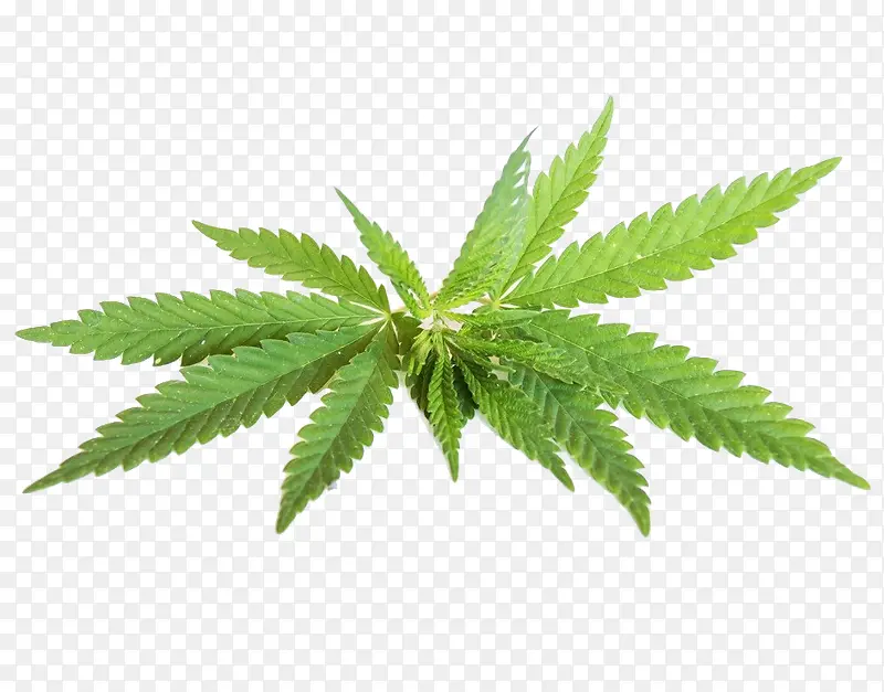 大麻嫩枝