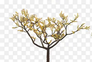 黄色小花大树小区景观装饰