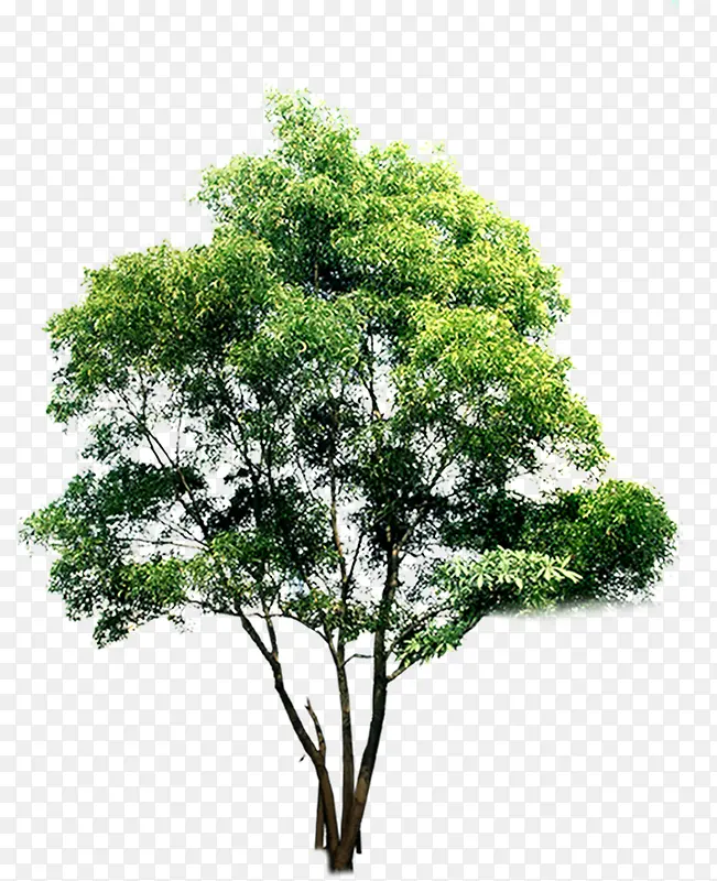 小区景观绿色大树装饰PNG图片素材下载_图片编号yzogarjp-免抠素材网
