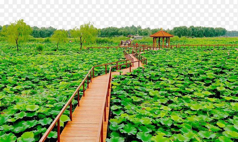 著名白洋淀