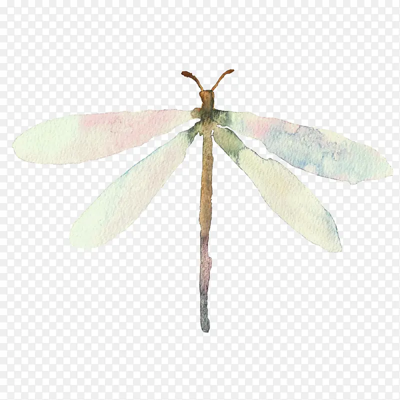 泼墨蜻蜓