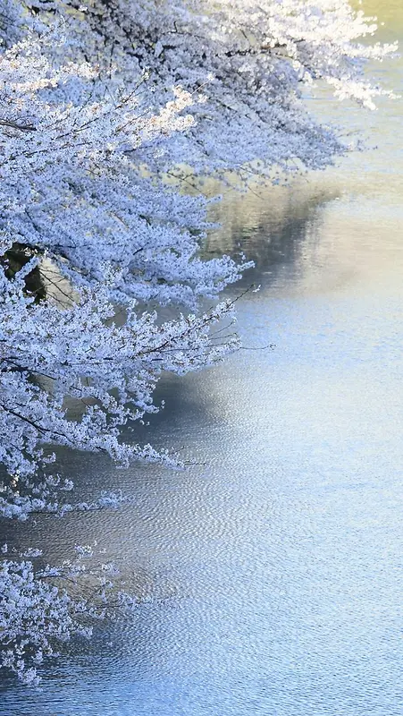 摄影图日本白色樱花