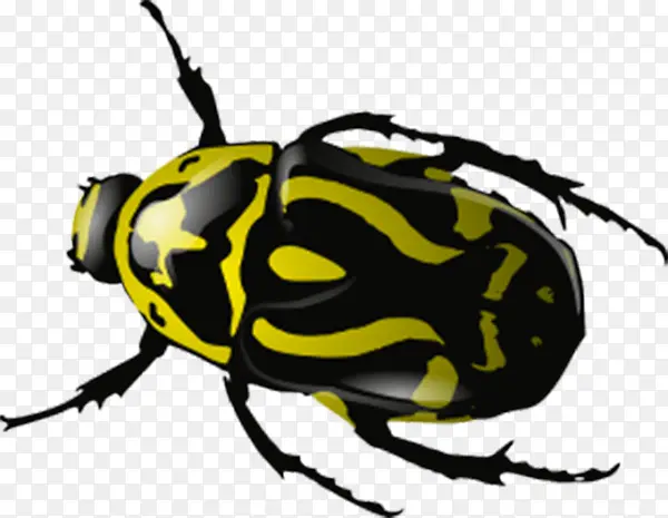 黄色斑纹甲壳虫