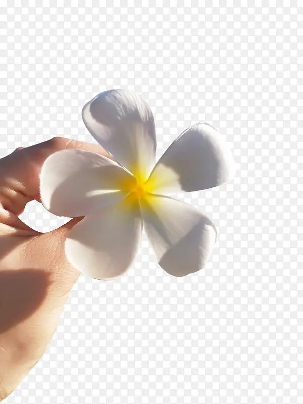 拈花一朵PNG