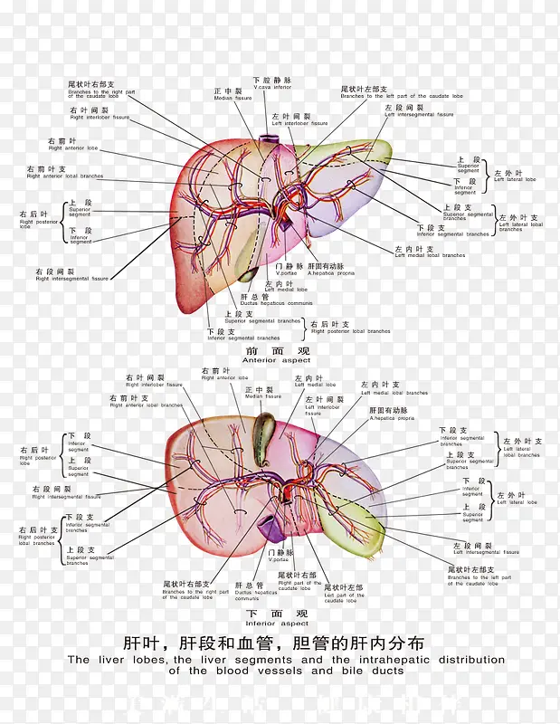 医疗人体科室挂图