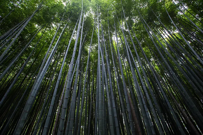 森林植物竹子力挺