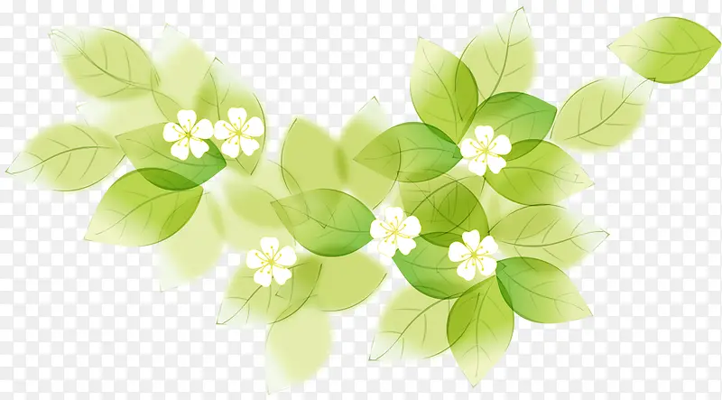 绿色清爽树叶白色花朵美景