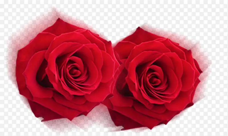 两朵红色玫瑰