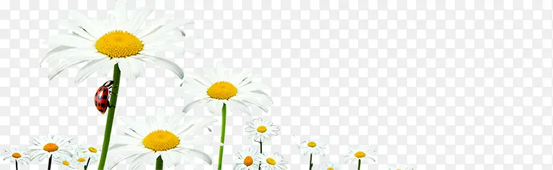 白色清爽花朵唯美韩式