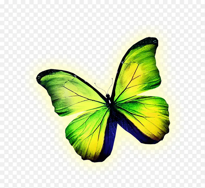 绿色的蝴蝶