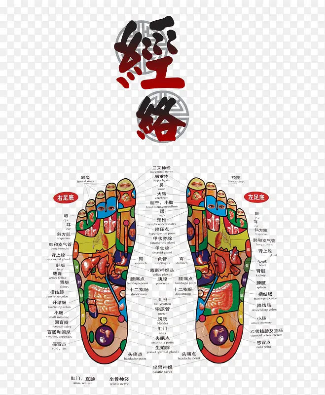 足部经络素材