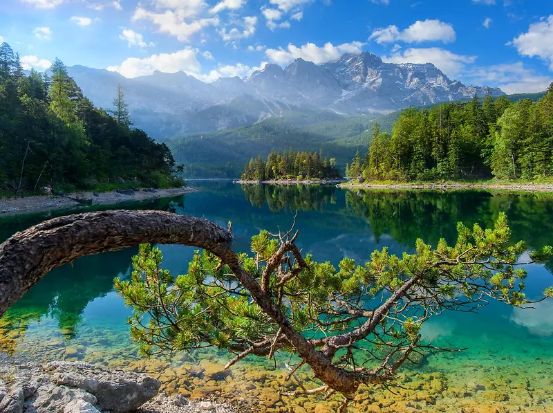 秀丽湖水边的歪树海报背景